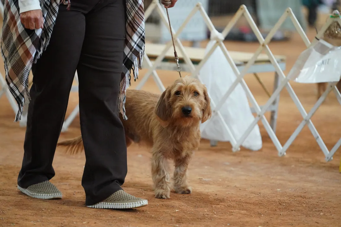 A Fauve dog is waiting for its turn to walk at a dog show.