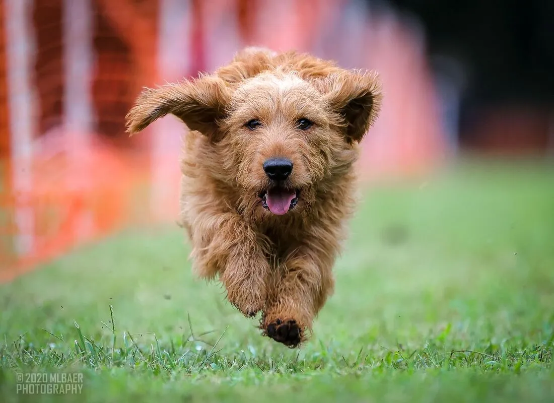A scruffy Fauve dog is running towards the camera.
