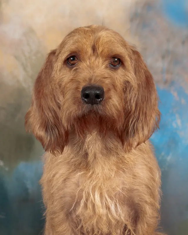 Portrait of Katie, a Fauve dog.