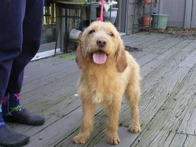 A Fauve dog smiling at the camera on a deck.
