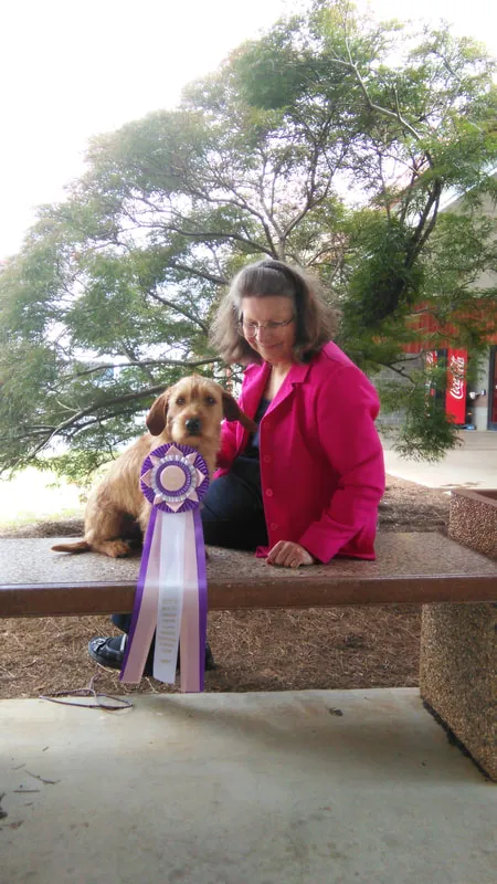 A Fauve dog is sitting on a table that is showing off its show ribbons.