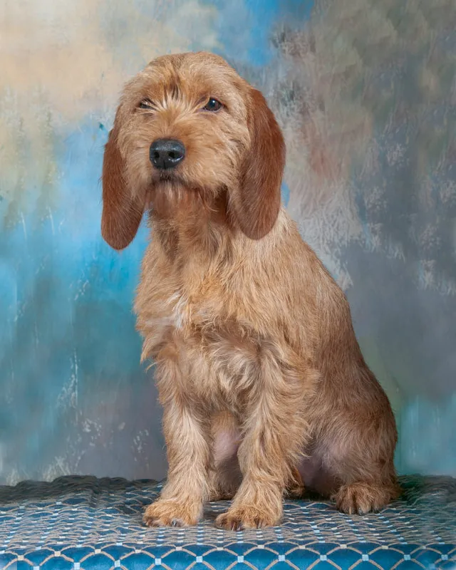 A Fauve dog is posing for a portrait picture.