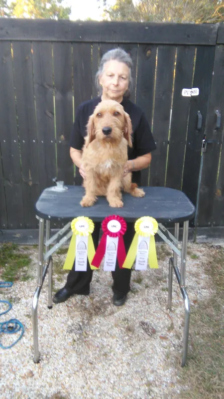 A Fauve dog is sitting on a table that is showing off its show ribbons.