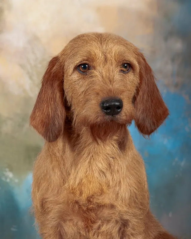 A Fauve dog posing for a portrait photo.