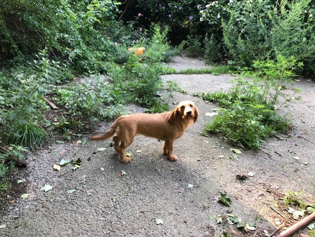 A Fauve dog is standing in a yard.